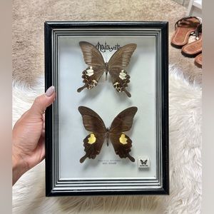 Vintage framed butterflies